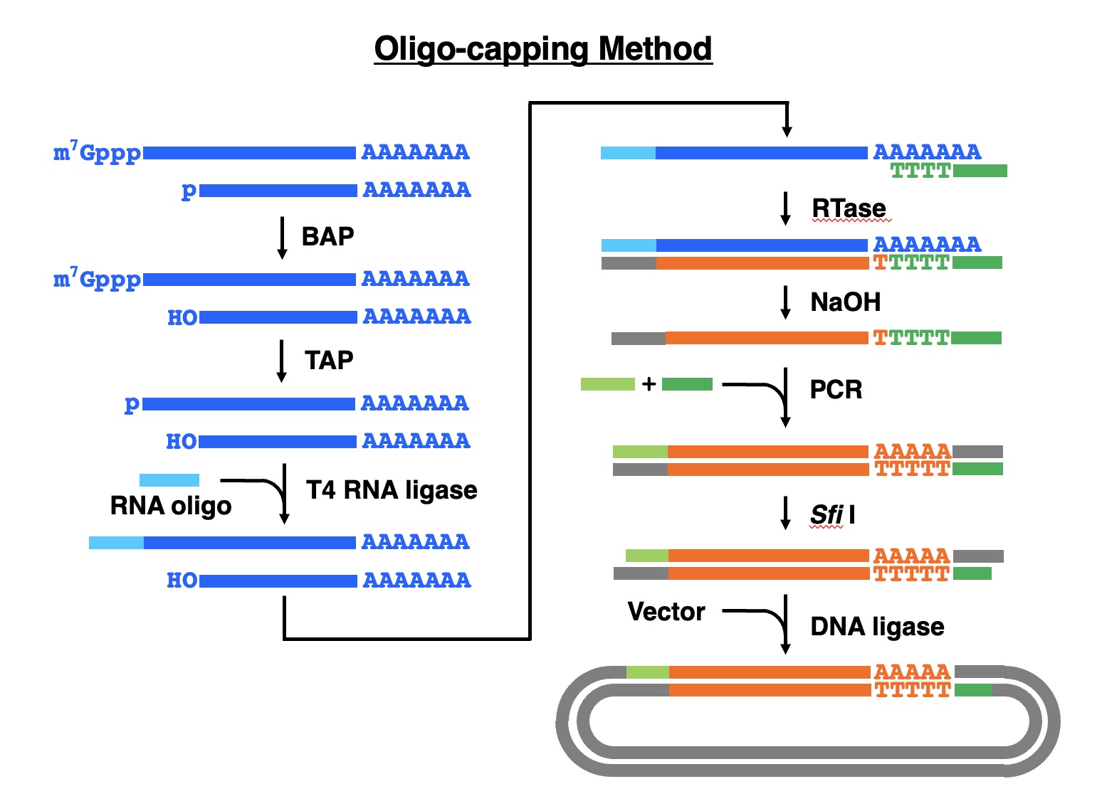 Oligo-capping method